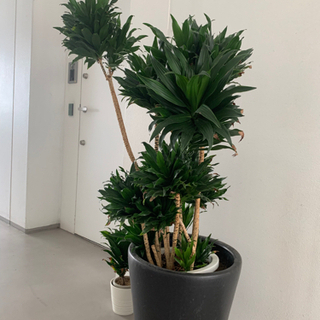 【大型観葉植物】ドラセナ ・コンパクタ（かなり安いと思います）