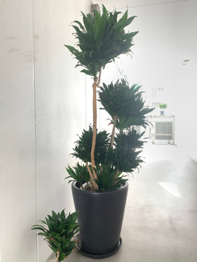 【大型観葉植物】ドラセナ ・コンパクタ（かなり安いと思います）