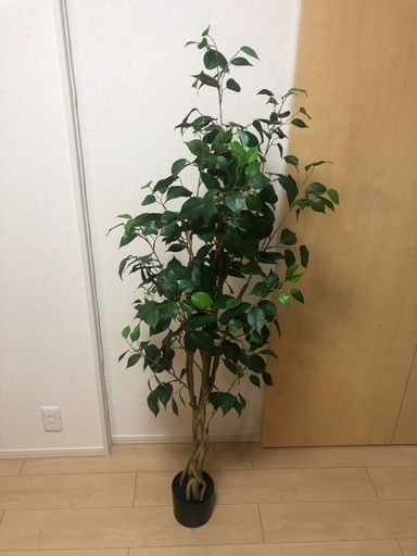 ニトリ フェイクグリーン　フィカス