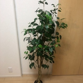 ニトリ フェイクグリーン　フィカス