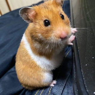 8ヶ月キンクマ×ゴールデン♀