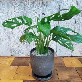 【観葉植物】マドカズラ　　受皿付