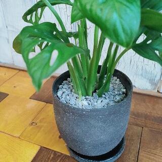 【観葉植物】マドカズラ　　受皿付の画像