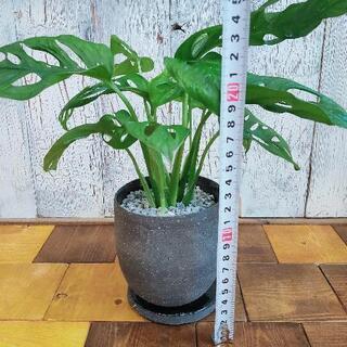 【観葉植物】マドカズラ　　受皿付の画像