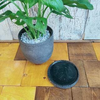 【観葉植物】マドカズラ　　受皿付の画像