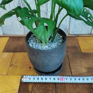 【観葉植物】マドカズラ　　受皿付の画像