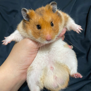 8ヶ月キンクマ×ゴールデン♂