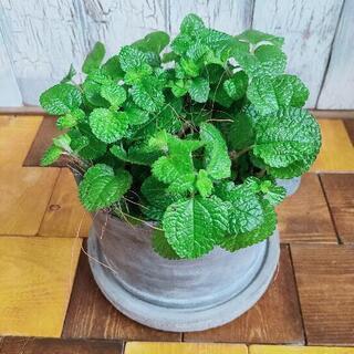 【観葉植物】ペペロミア　カペラータ　グリーン　受皿付
