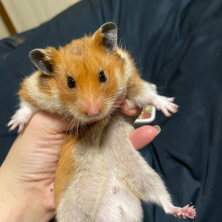 8ヶ月キンクマ×ゴールデン♂ - 新潟市