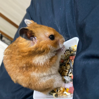 8ヶ月キンクマ×ゴールデン♂