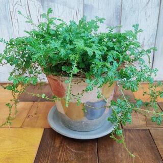 【観葉植物】　レインボーファン　受皿付