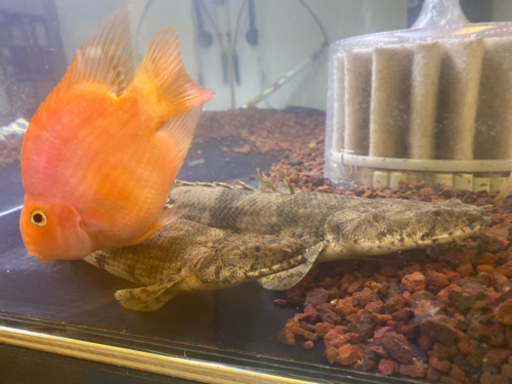 エンドリケリー　ゴマ腹