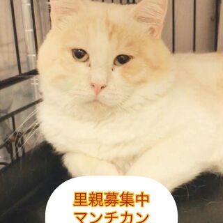 丸々かわいいマンチカン　成ネコちゃん●●アゴはネコでお世話・里親...