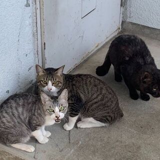 ≪里親決定≫多頭飼育崩壊からの引っ越しで置き去りにされた猫たち