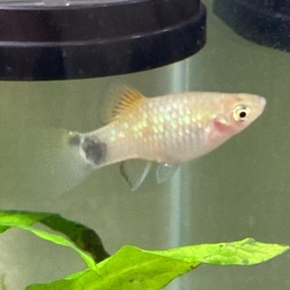 熱帯魚引き取っていただける方！の画像
