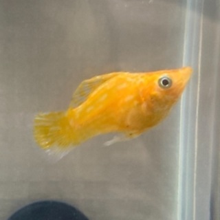 熱帯魚引き取っていただける方！の画像