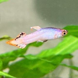 熱帯魚引き取っていただける方！
