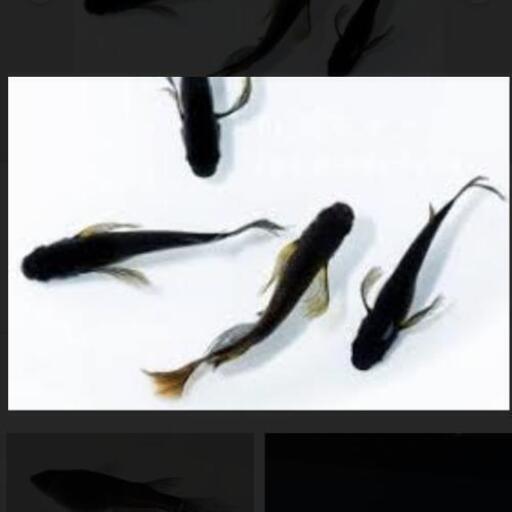 メダカ　サタン　稚魚　6尾