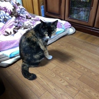猫を探しています