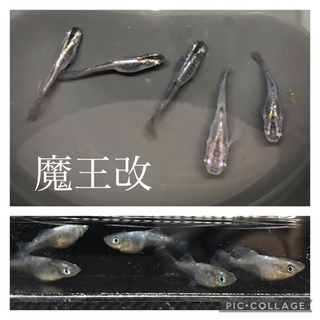 今年最終出品‼︎ 改良メダカ針子〜成魚　1セットの画像