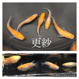 今年最終出品‼︎ 改良メダカ針子〜成魚　1セットの画像
