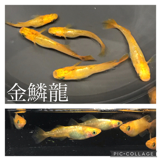 今年最終出品‼︎ 改良メダカ針子〜成魚　1セットの画像