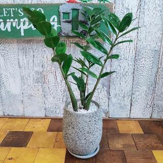 【観葉植物】ザミオクルカス　受皿付