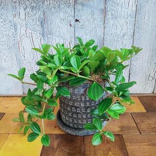 【観葉植物】ペペロミア　フォレスト　受皿付