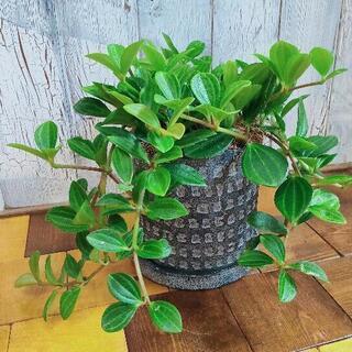 【観葉植物】ペペロミア　フォレスト　受皿付の画像
