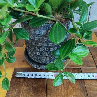 【観葉植物】ペペロミア　フォレスト　受皿付の画像