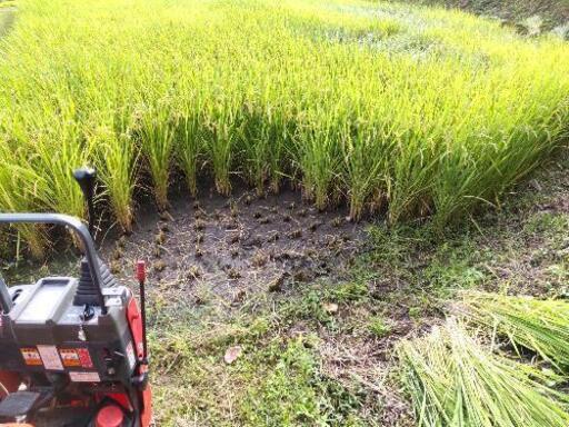 ❬残り1袋❭令和3年産新米 奈良県産ヒノヒカリ