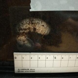 （終了）カブトムシの幼虫　30匹決まりました。残り１５匹ほどです
