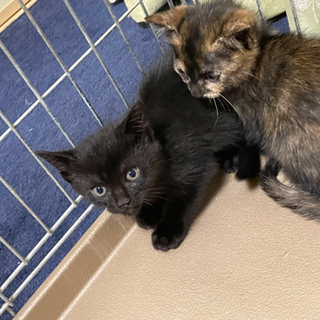 生後2ヶ月兄妹猫