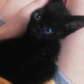 黒猫