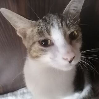 【生後5か月】温厚でおしとやかなリンちゃん💛💛💛