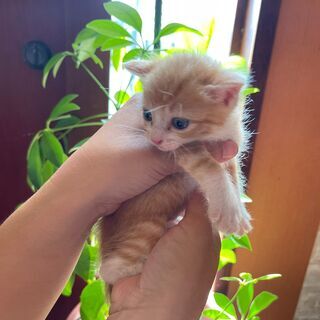 茶白のイケメン君「みん」ちゃん💓