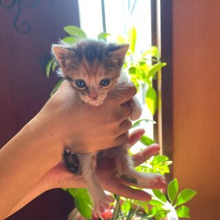 元気いっぱい！三毛猫の「なの」ちゃん💓