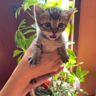かわいいキジの「かな」ちゃん💓