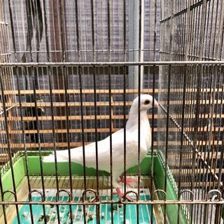 ドイツ鳩だそうです
