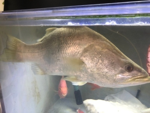 バラマンディーショート　熱帯魚　古代魚　アロワナ