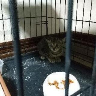 生後2ヶ月くらいの仔猫です