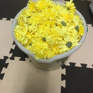 きく