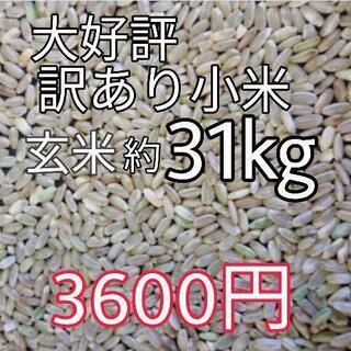 大好評　リピーター多数　訳あり ハツシモ 規格外 約31㎏ 36...