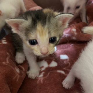 めっちゃ可愛い〜4兄妹🐱 里親さん決定しました🍀