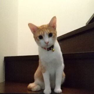 人懐っこい茶白、オス、1歳去勢手術済み