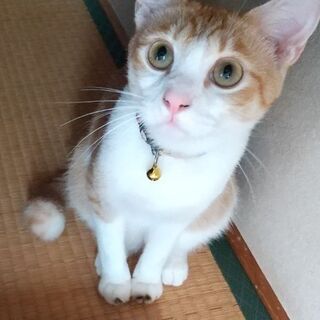 人懐っこい茶白、オス、1歳去勢手術済み - 高島市