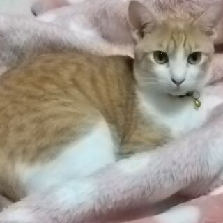 人懐っこい茶白、オス、1歳去勢手術済み - 猫