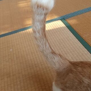 人懐っこい茶白、オス、1歳去勢手術済み − 滋賀県