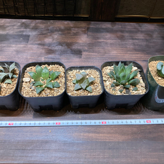 ハオルチア　５株セット　観葉植物　引き取り現金のみ
