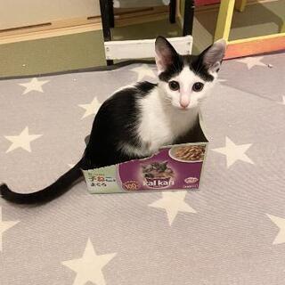 人懐っこい黒白の子猫ちび子